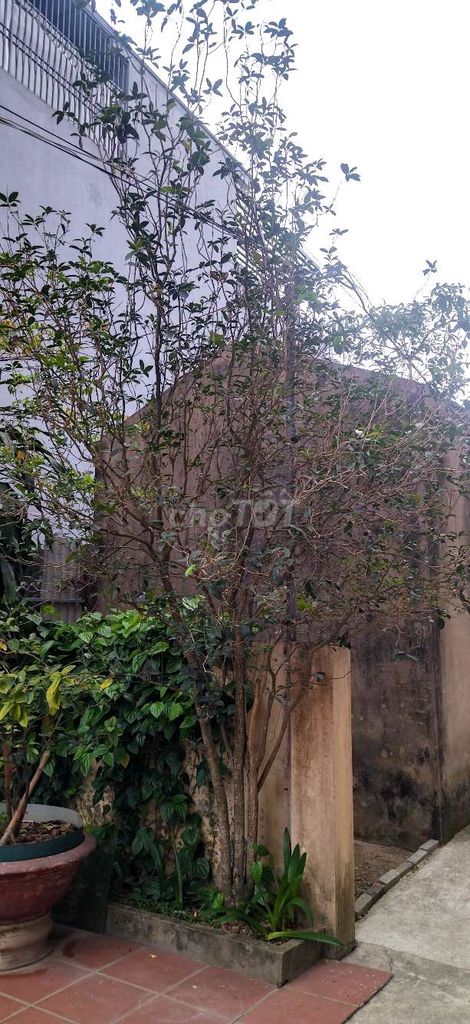 Cây cảnh Mộc hương ta Vàng 32 năm tuổi. Mua bán Cây cảnh, đồ trang trí tại Huyện Thanh Trì Hà Nội được đăng bởi Ng Thi Dung hình 1