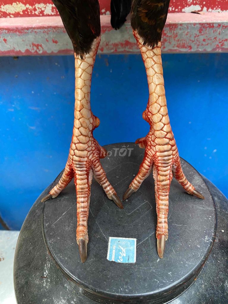 gà điều đỏ sil mỹ 1kg4zin