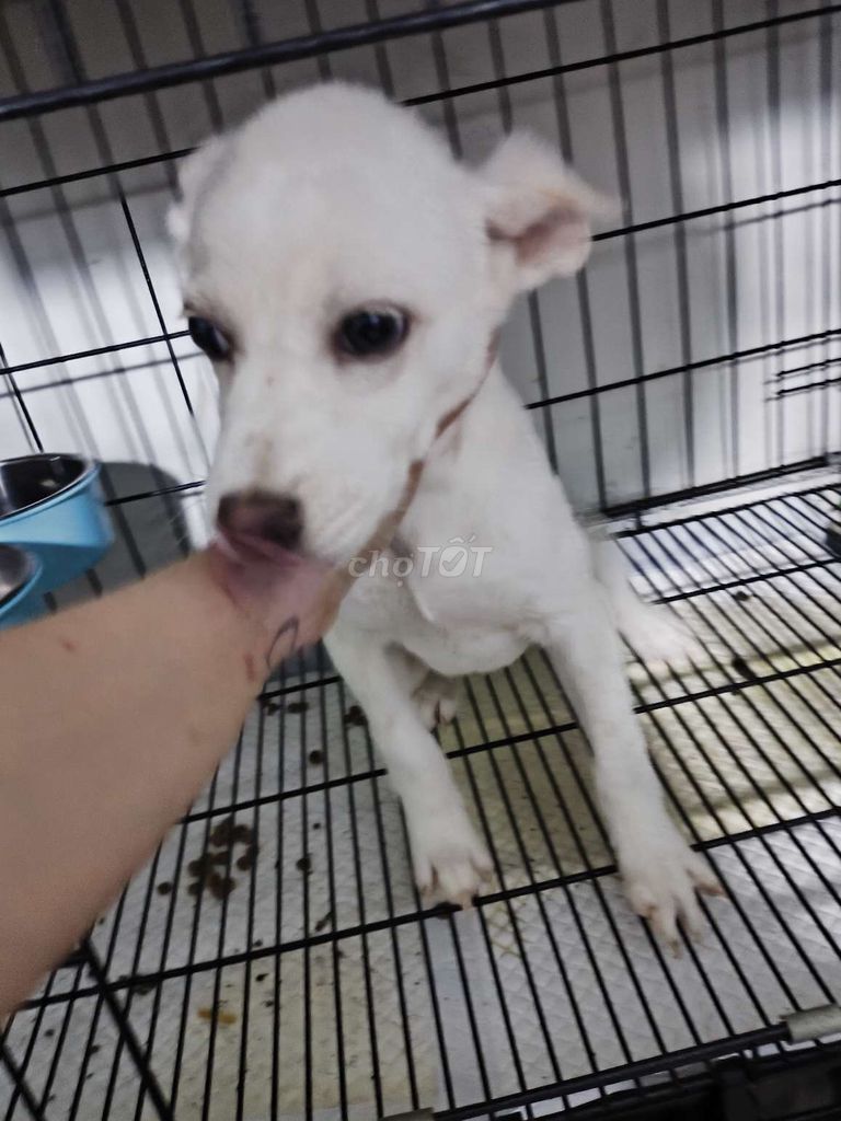 Chó Phốc Sóc Trắng 4 tháng. Mua bán Chó tại Quận 7 Tp Hồ Chí Minh được đăng bởi nhược hy hình 1