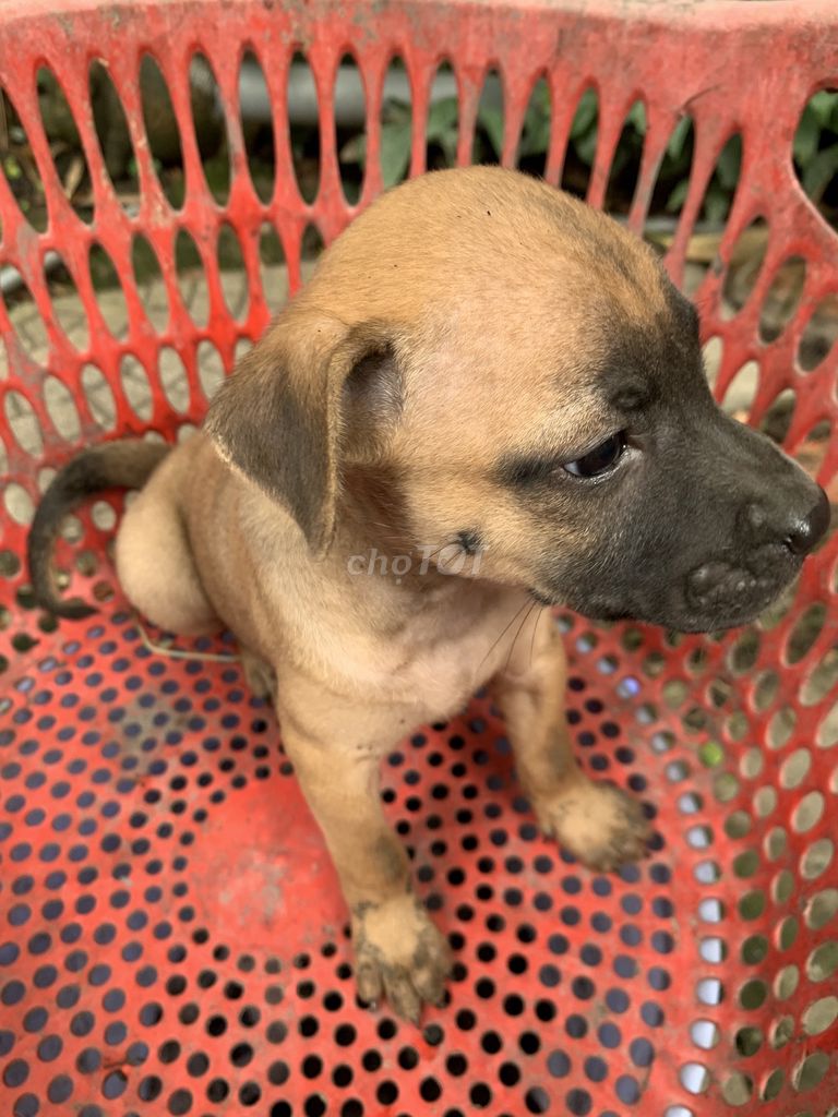 Chó Phú Quốc nhiều màu. Mua bán Chó tại Quận 12 Tp Hồ Chí Minh được đăng bởi Nguyễn Văn Bắc hình 1