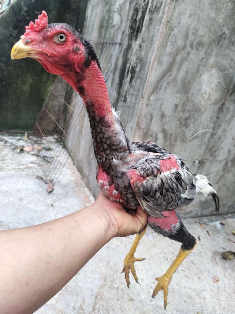 Gà đòn Xám Tơ 2.2kg 32. Mua bán Gà tại Quận 1 Tp Hồ Chí Minh được đăng bởi Ngọc Thạch hình 1