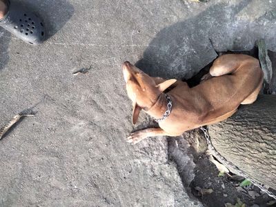 Chó pq cái chuẩn bị salo. Mua bán Chó tại Huyện Gia Lâm Hà Nội được đăng bởi Tho thang