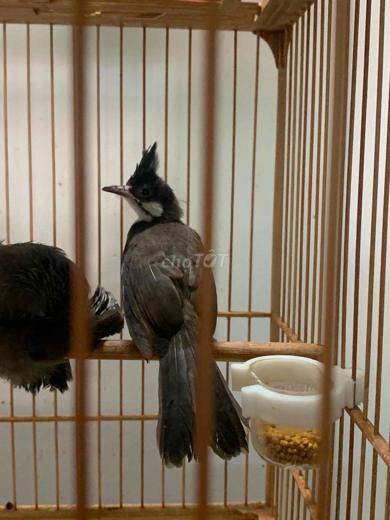 Chào mào non. Mua bán Chim tại Quận Tân Phú Tp Hồ Chí Minh được đăng bởi Tí hình 1