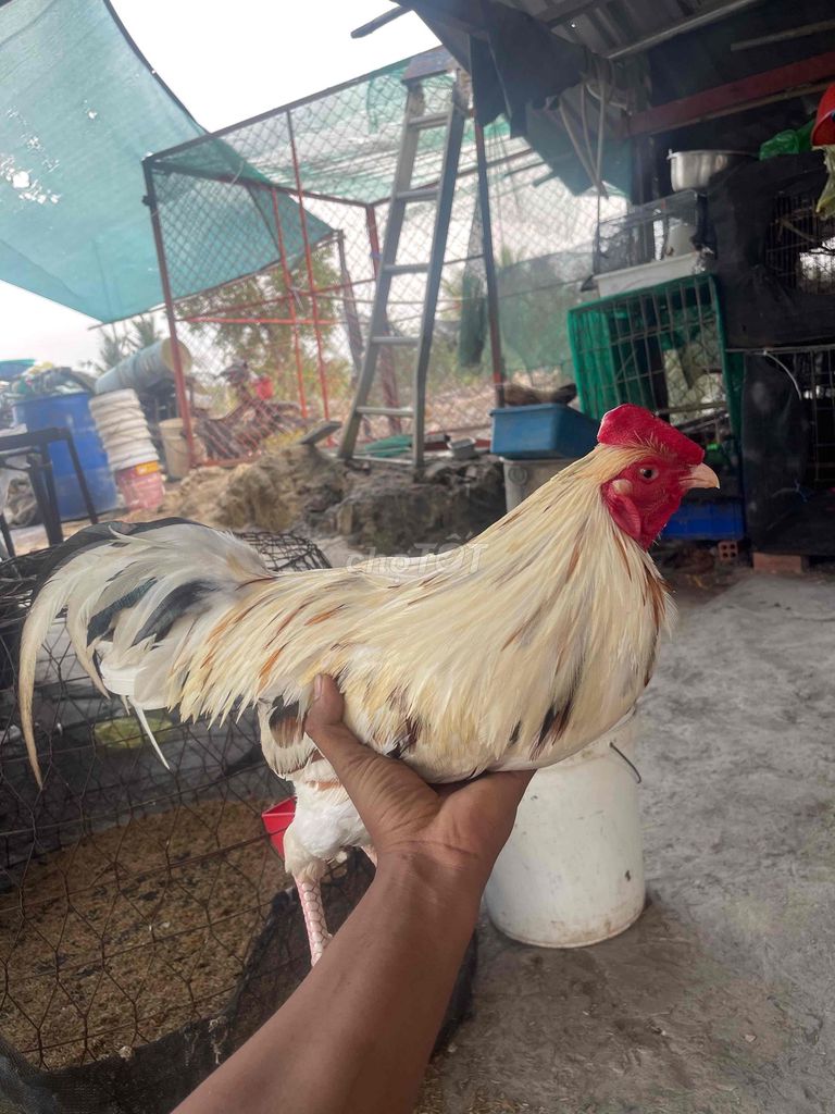Gà Trắng Đực. Mua bán Gà tại Thành phố Thủ Đức Tp Hồ Chí Minh được đăng bởi tony  hình 1