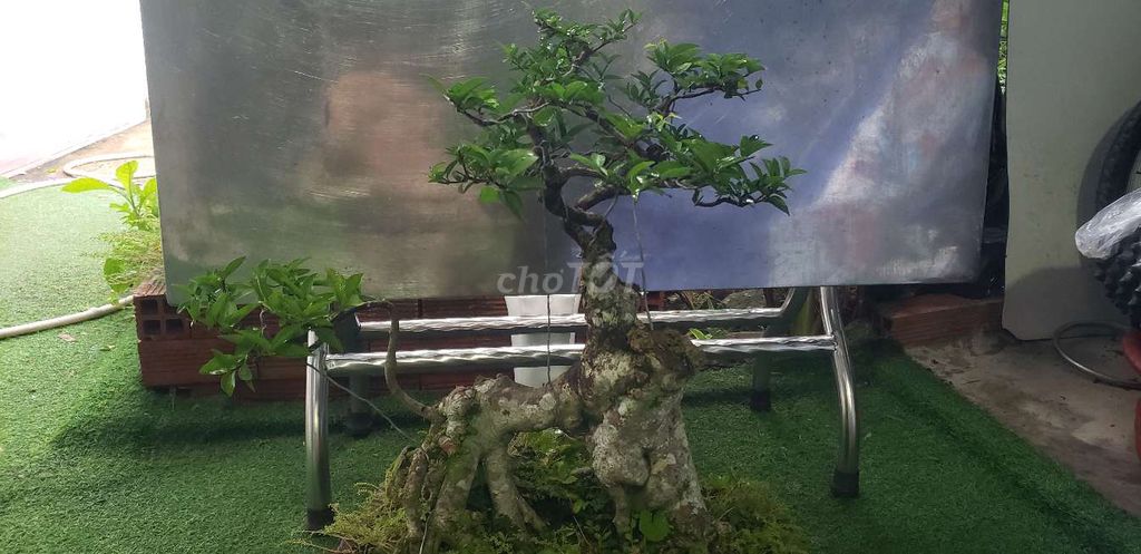 chiếu thủy thú . Mua bán Cây cảnh, đồ trang trí tại Quận Bình Thuỷ Cần Thơ được đăng bởi Đặng Huỳnh hình 1