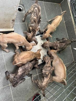 tìm chủ bầy phú quốc con vàng