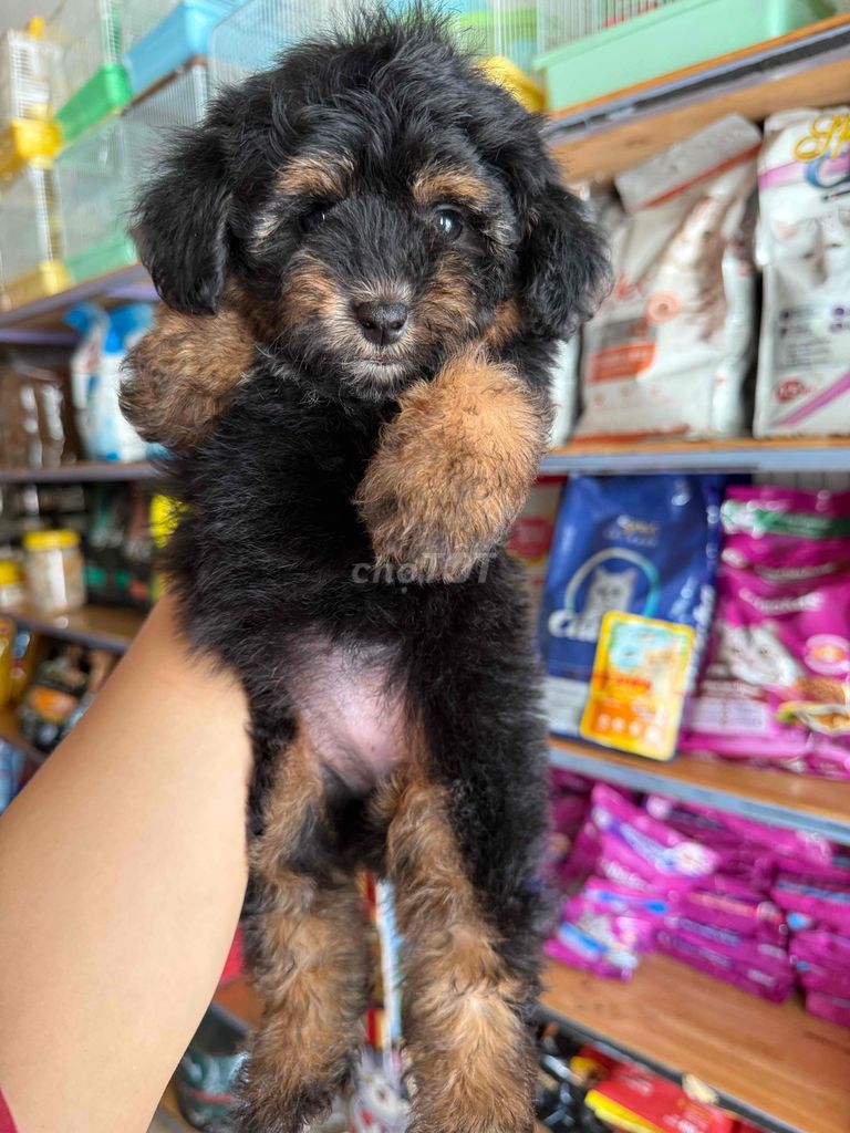 Bầy cún Poodle F1 siêu cute. Mua bán Chó tại Thành phố Buôn Ma Thuột Đắk Lắk được đăng bởi Khoa hình 4