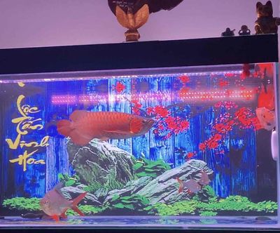 HUYẾT LONG. Mua bán Thú cưng khác tại Thành phố Buôn Ma Thuột Đắk Lắk được đăng bởi Anh Tuấn