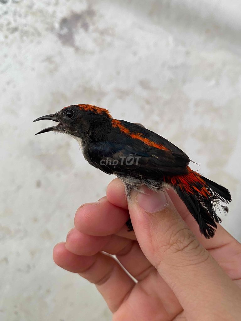 Chim ốc mít Đen cam. Mua bán Chim tại Quận 5 Tp Hồ Chí Minh được đăng bởi Min LD hình 1