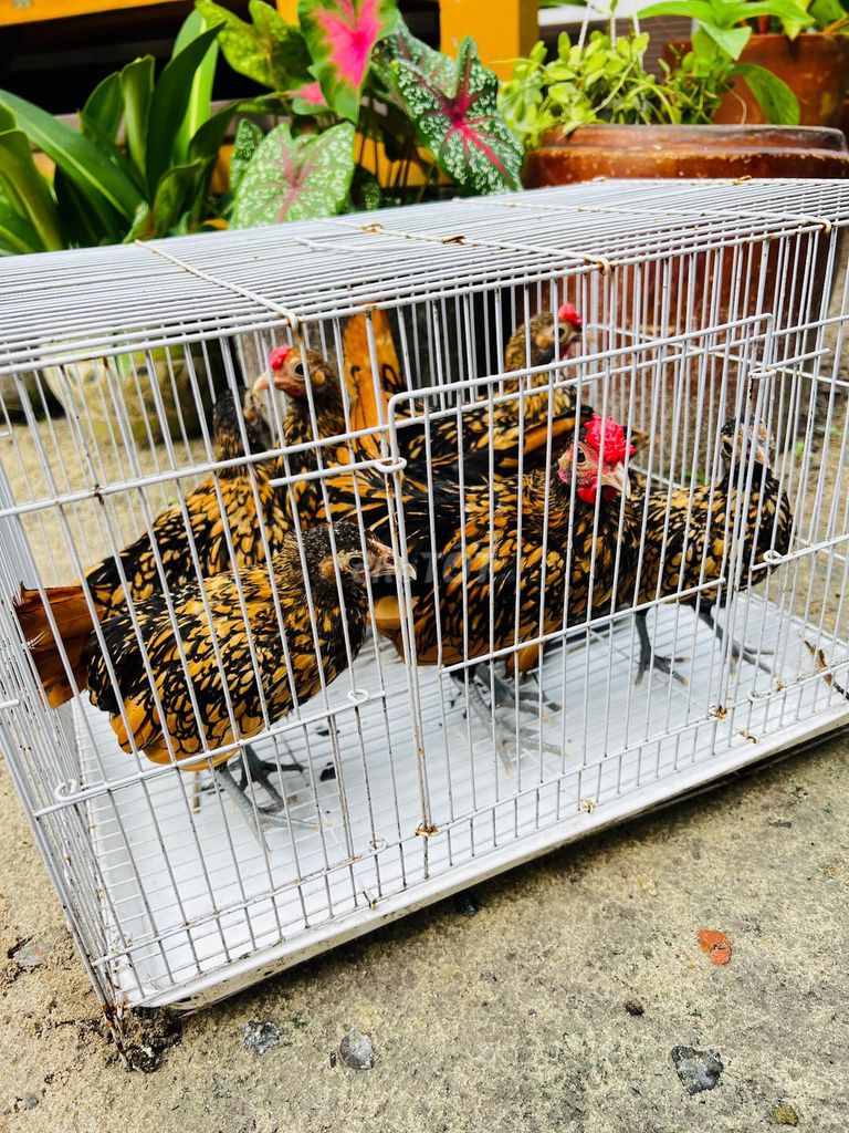 Gà vảy cá vàng đồng trống mái làm cảnh. Mua bán Gà tại Huyện Trà Ôn Vĩnh Long được đăng bởi PTT hình 1