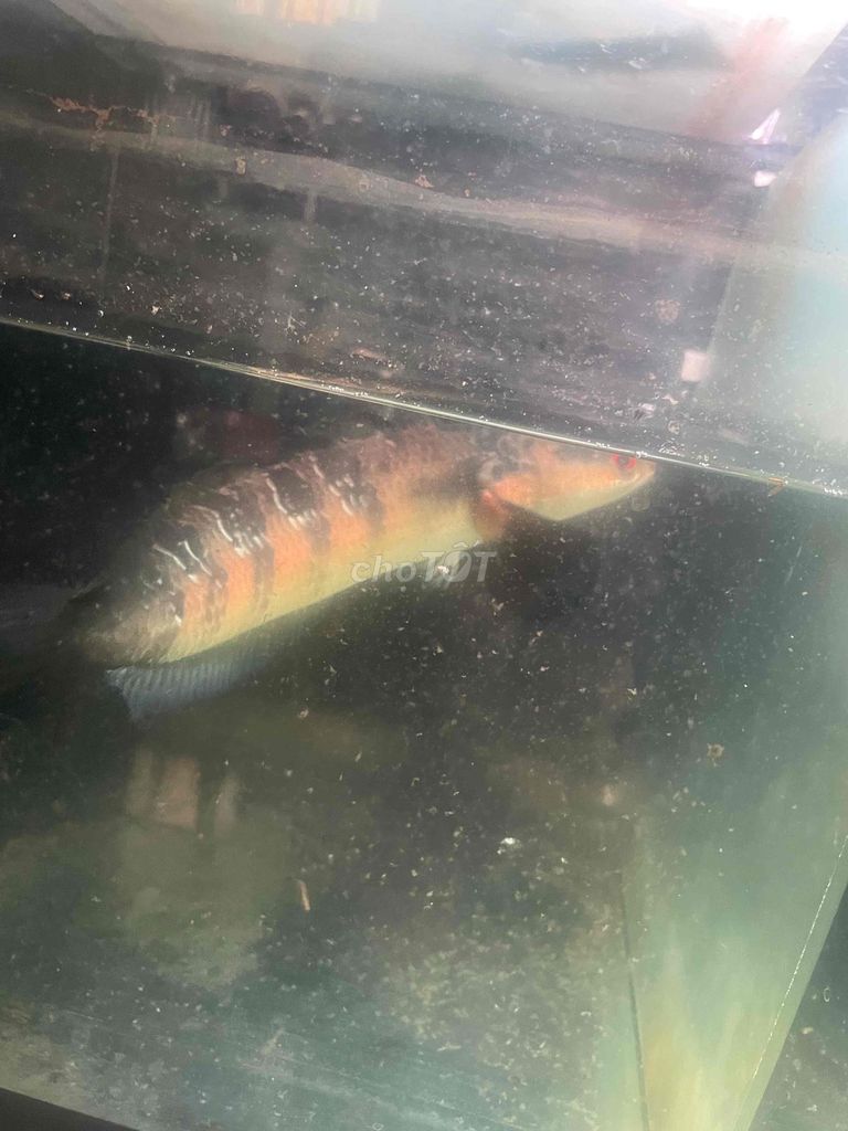 Cá lóc cảnh Đỏ 30cm. Mua bán Thú cưng khác tại Quận Bình Tân Tp Hồ Chí Minh được đăng bởi Hư Không hình 1