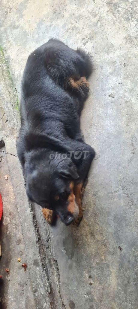 Chó như hình. Mua bán Chó tại Thành phố Biên Hòa Đồng Nai được đăng bởi chu pin hình 4