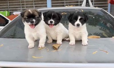 Chó nhật lai phóc sóc mini dễ thương nhà nuôi