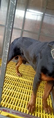 Rottweiler Ai cần làm giống