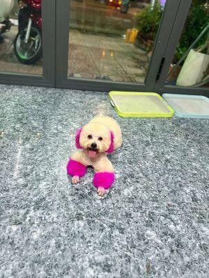Chó Poodle cái 9 tháng màu Kem, Hồng. Mua bán Chó tại Thị xã Bến Cát Bình Dương được đăng bởi Dũng