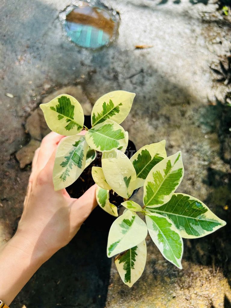 Cây Si var lá sọc dep lâm 🩸. Mua bán Cây cảnh, đồ trang trí tại Huyện Giồng Riềng Kiên Giang được đăng bởi Chij phẩm  hình 1