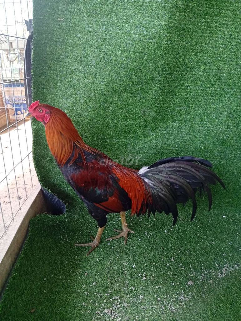 Điều asil mỹ 2.3kg trạng 2.5-2.6kg. Mua bán Gà tại Huyện Đất Đỏ Bà Rịa - Vũng Tàu được đăng bởi Phong CHICKEN hình 1
