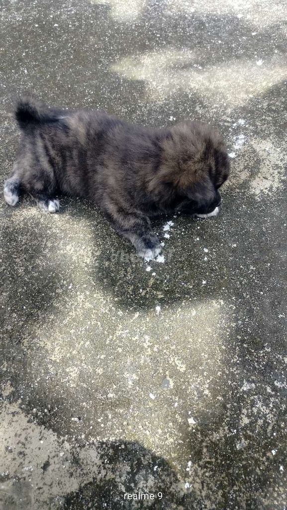 Chó xù 1 tháng tuổi Đen. Mua bán Chó tại Huyện Phú Hòa Phú Yên được đăng bởi Nguyễn Thành Danh hình 1