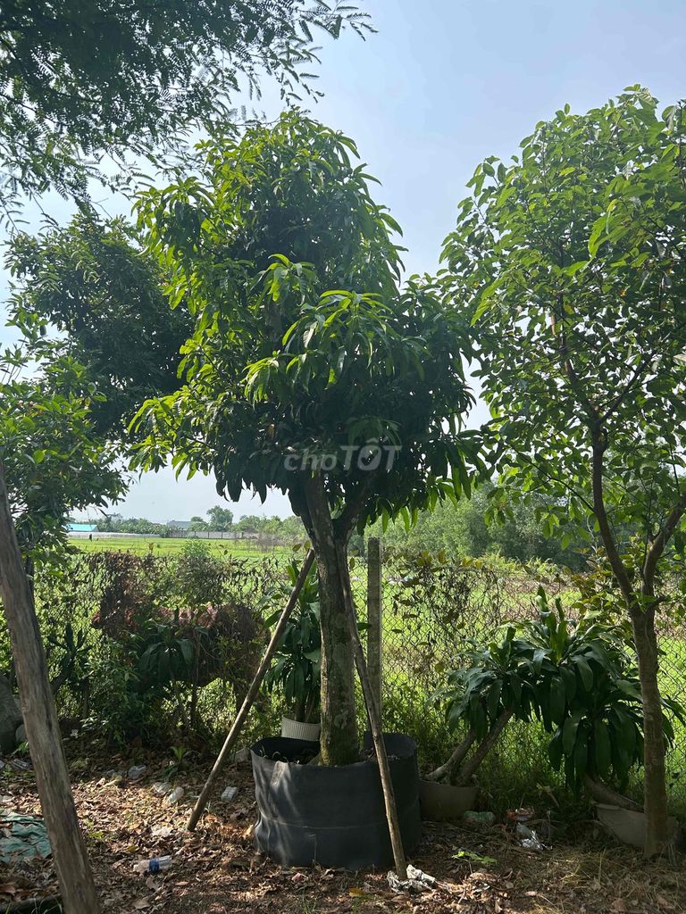 Xoài Úc 3.5m - 4m Vành 60cm Đã dâm ủ kỹ. Mua bán Cây cảnh, đồ trang trí tại Huyện Hóc Môn Tp Hồ Chí Minh được đăng bởi vườn kiểng năm tuấn hình 1