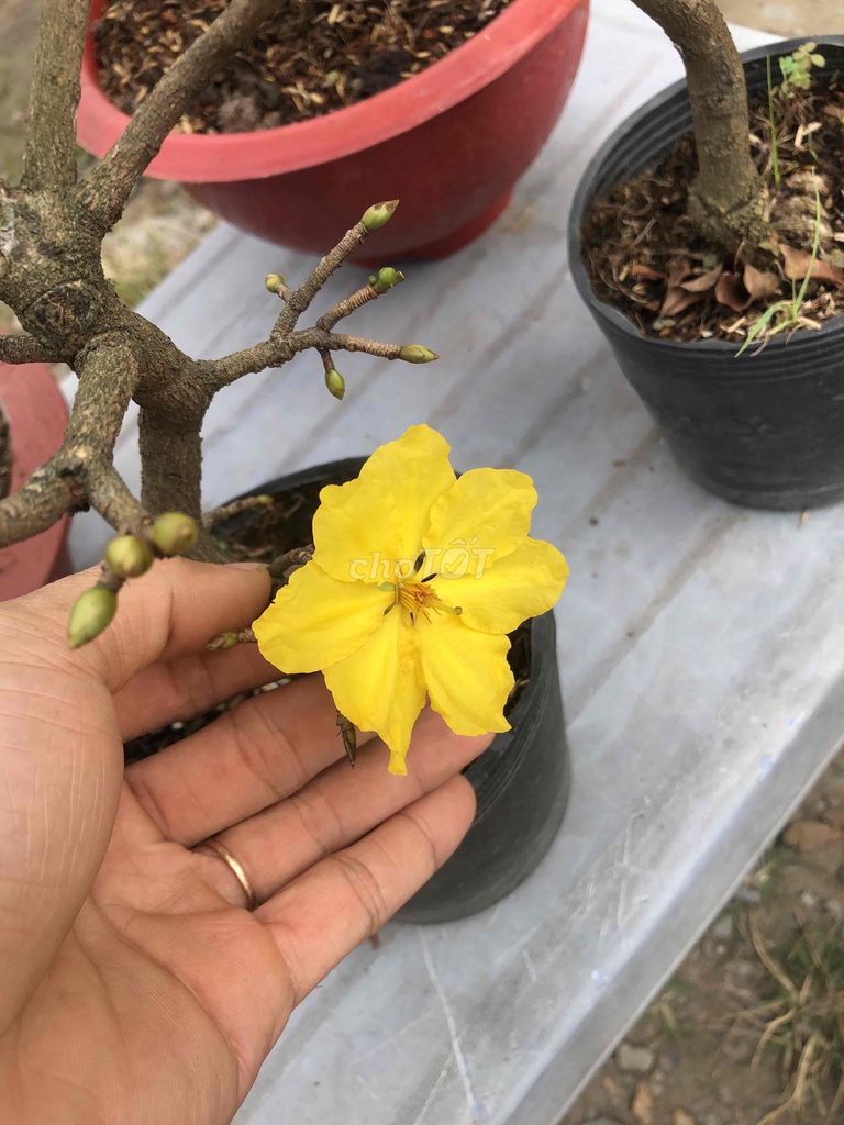 thanh lý ít mai bonsai lùn lực củ dị