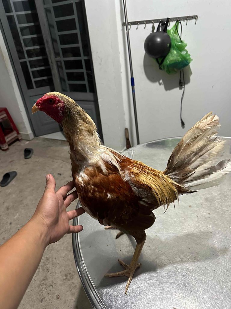 Gà chọi Nâu trắng 2.35kg. Mua bán Gà tại Huyện Hóc Môn Tp Hồ Chí Minh được đăng bởi Ngọc Sơn hình 1