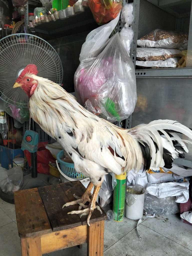 Bướm 3kg1. Mua bán Gà tại Quận Bình Tân Tp Hồ Chí Minh được đăng bởi ng minh tri hình 1