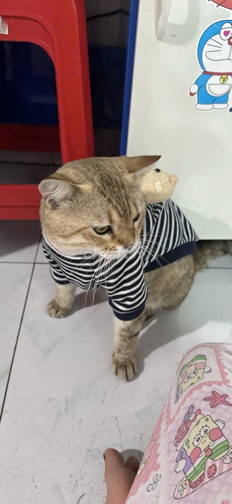 Mèo Anh lông ngắn Mập ngoan. Mua bán Mèo tại Thị xã Bến Cát Bình Dương được đăng bởi Dat Ma hình 1