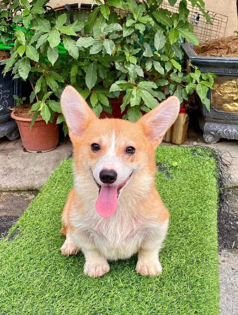 Chó Corgi đực màu vàng trắng. Mua bán Chó tại Quận Bắc Từ Liêm Hà Nội được đăng bởi Vương duy Tú hình 1