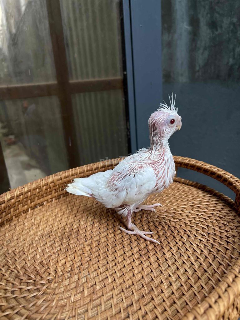 Vẹt Cockatiel Trắng. Mua bán Chim tại Quận Sơn Trà Đà Nẵng được đăng bởi Vu Nguyen hình 1