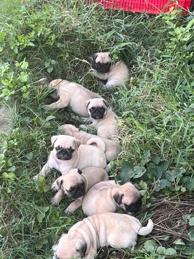 Chó Pug mặt xệ giá rẻ đã tiêm phòng. Mua bán Chó tại Quận Liên Chiểu Đà Nẵng được đăng bởi Anh Pet Shop hình 1