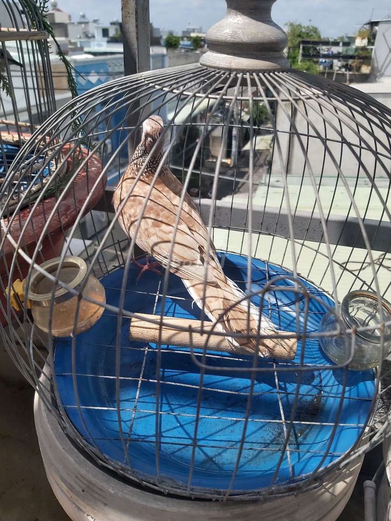 Chim cu thái non khỏe mạnh. Mua bán Chim tại Huyện Bình Chánh Tp Hồ Chí Minh được đăng bởi Anh Ba hình 1