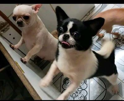 Chó Chihuahua Đen trắng Đực Phối giống