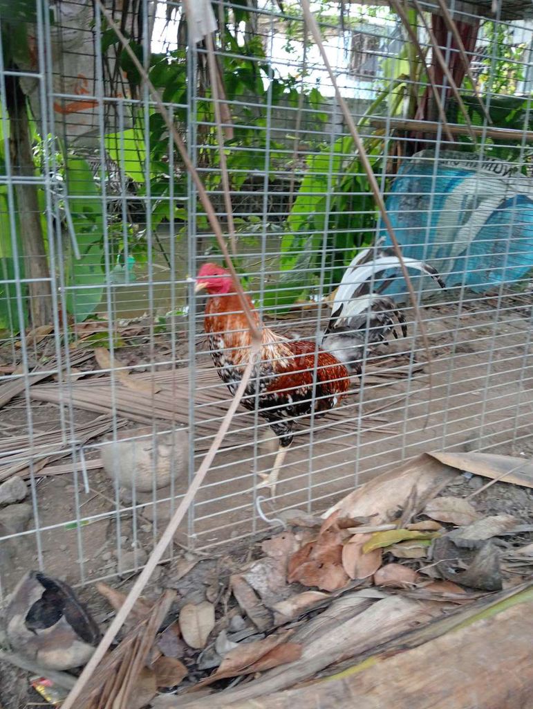Gà tre Cuban lai trống màu Đỏ, đen, trắng. Mua bán Gà tại Huyện Thủ Thừa Long An được đăng bởi nguyen minh hy hình 1
