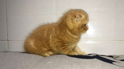 Bé mèo cam Aln tai cụp đực.. Mua bán Mèo tại Quận Hoàng Mai Hà Nội được đăng bởi Ngọc Hoàng