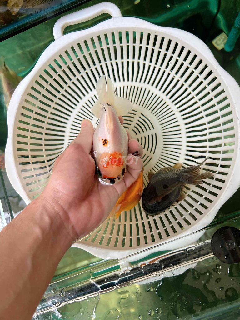 3 bé cá oranda,ranchu,ruykin