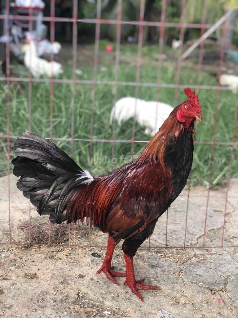Gà chọi Điều 2.65 kg. Mua bán Gà tại Huyện Mỹ Tú Sóc Trăng được đăng bởi Mai Hoài Chương hình 1