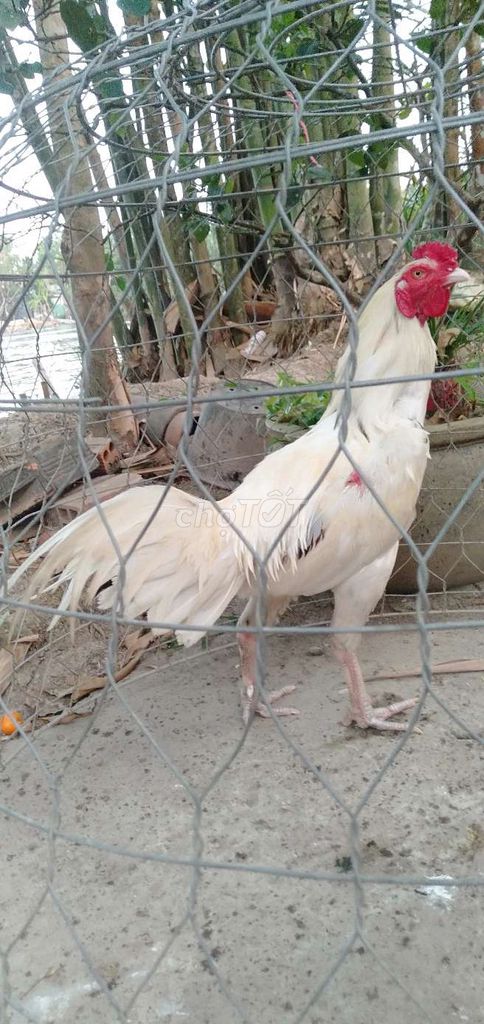 3,3 kg tơ zin tay con bò mau chơi. Mua bán Gà tại Huyện Phong Điền Cần Thơ được đăng bởi Ký cần Thơ  hình 1