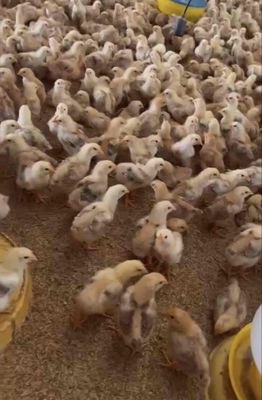 Gà ta thả vườn choai. Mua bán Gà tại Thành phố Thủ Đức Tp Hồ Chí Minh được đăng bởi NGUYEN THIEN