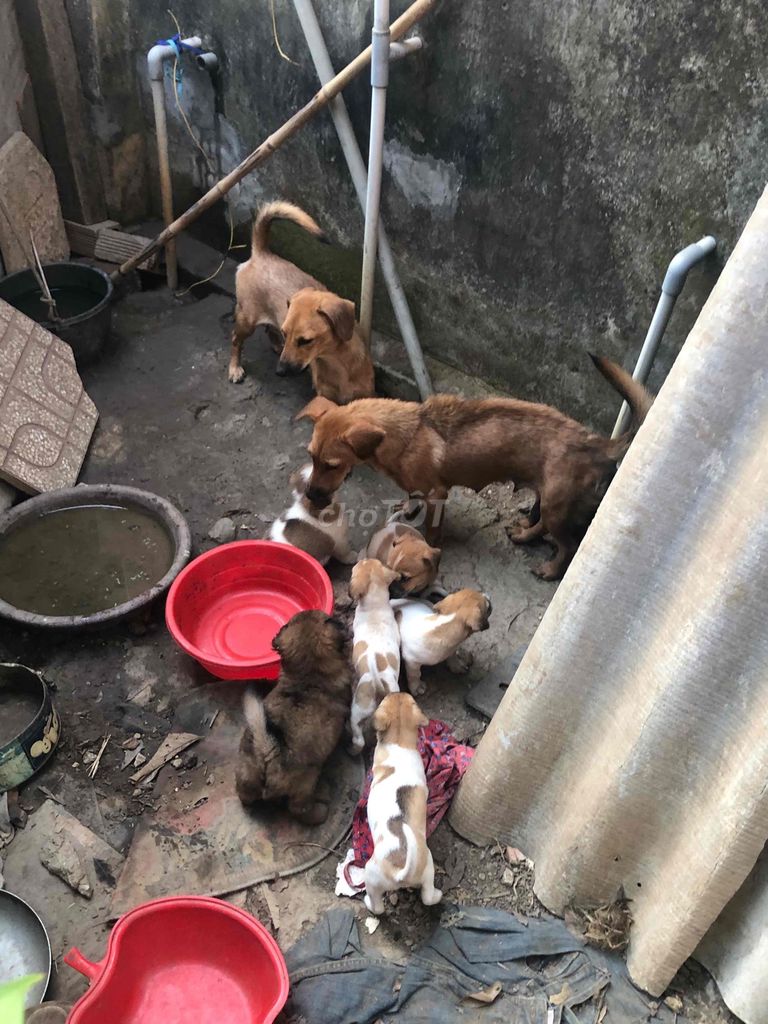 Chó con. Mua bán Chó tại Thành phố Biên Hòa Đồng Nai được đăng bởi Tuan Anh hình 1