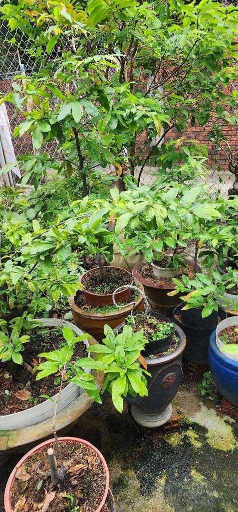 Làm nhà chia sẻ anh em đam mê mai chậu chơi tết và