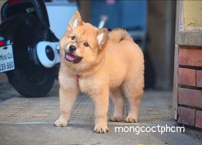 Gấu xù Bắc Hà tai dựng