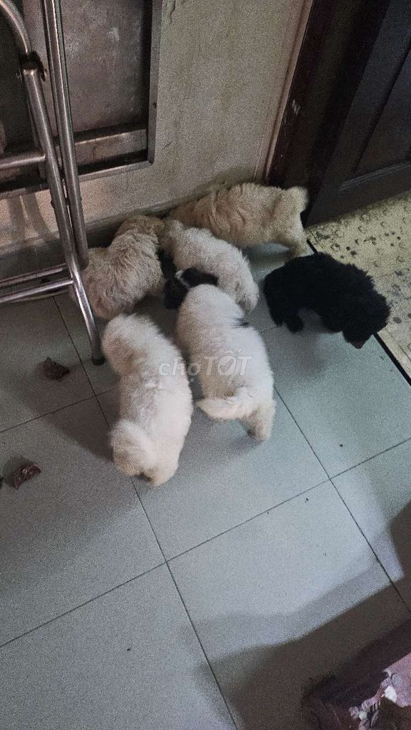 Chó Poodle Tiny Trắng Đen Kem Đã biết ăn. Mua bán Chó tại Quận Phú Nhuận Tp Hồ Chí Minh được đăng bởi C Tú hình 1