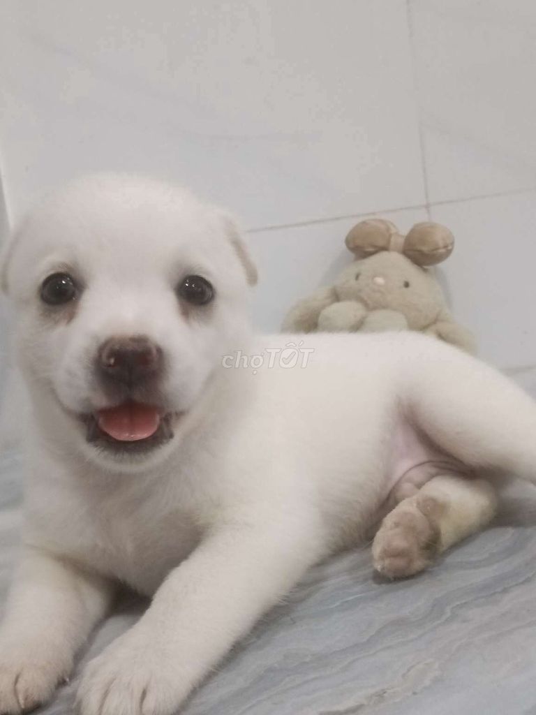 Chó Labrador F1 đực trắng rất xinh. Mua bán Chó tại Quận 6 Tp Hồ Chí Minh được đăng bởi Tăng Chí Lương  hình 1
