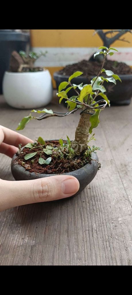 Hồng ngọc mai siêu mini [Bonsai để bàn]