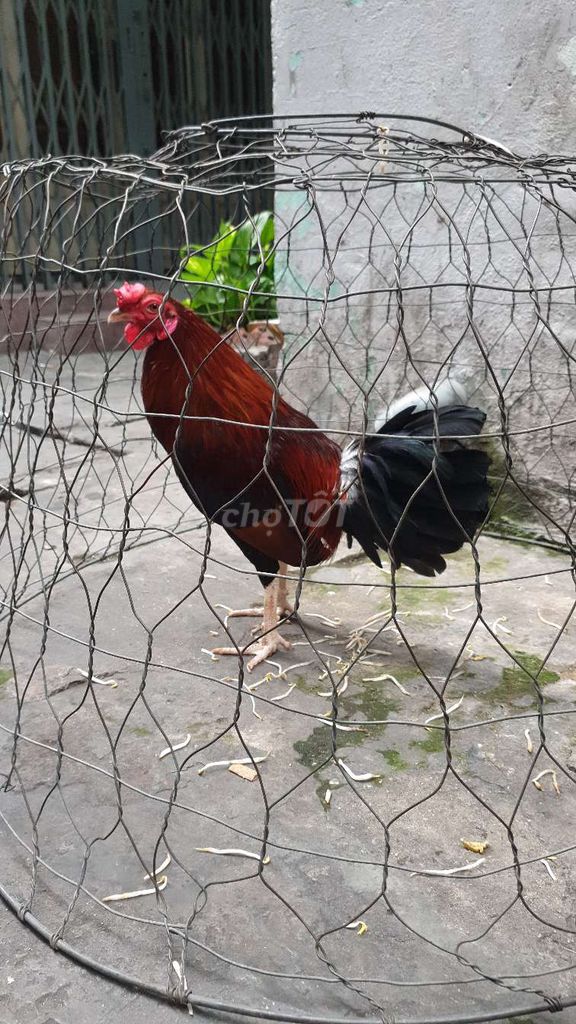 Gà điều chân trắng cán vuông