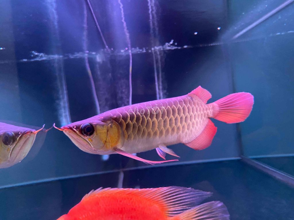 cá rồng huyết long. Mua bán Thú cưng khác tại Thành phố Bến Tre Bến Tre được đăng bởi Liêu thái bảo hình 3