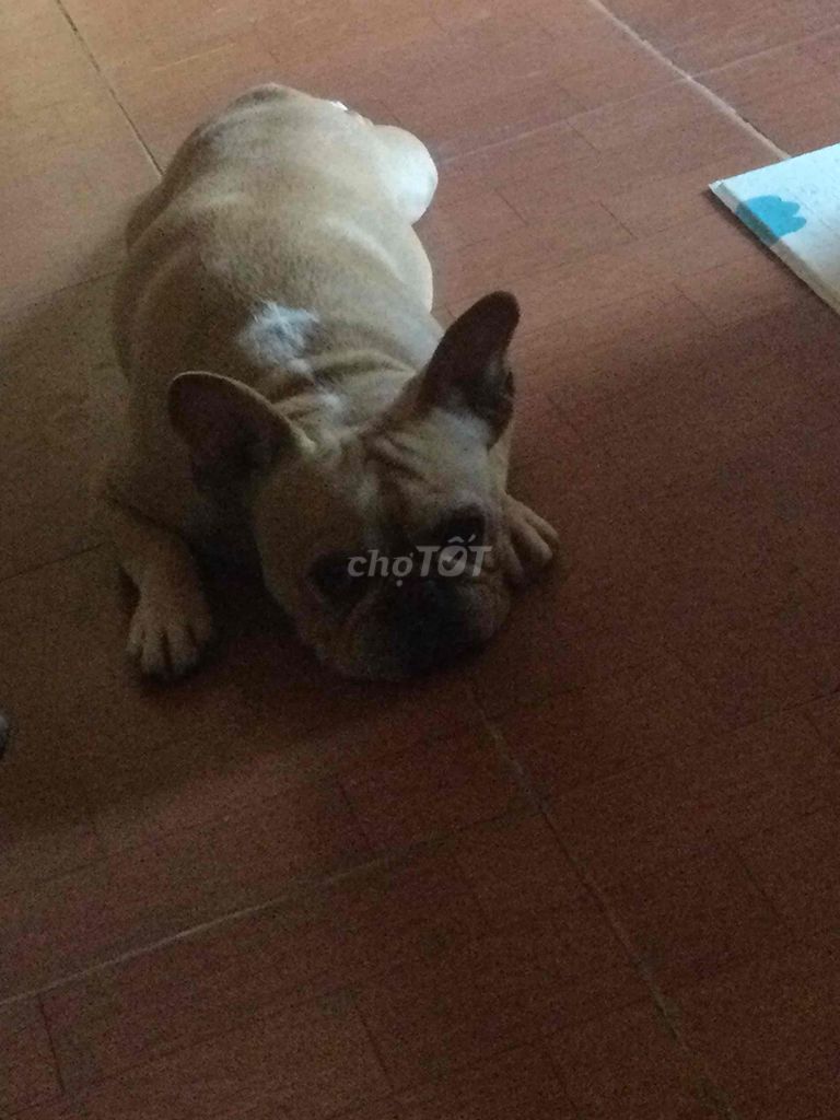 Chó Bull Pháp nâu vàng. Mua bán Chó tại Quận Long Biên Hà Nội được đăng bởi tuân anh hình 1