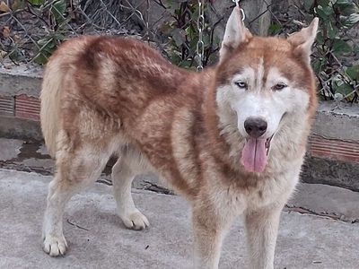 Chó Husky Đực ĐN