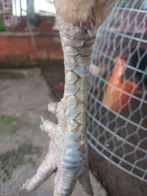 Cần ra đi gà bướm camelo 3k5 ai cần liên hệ. Mua bán Gà tại Huyện Bình Chánh Tp Hồ Chí Minh được đăng bởi tuan