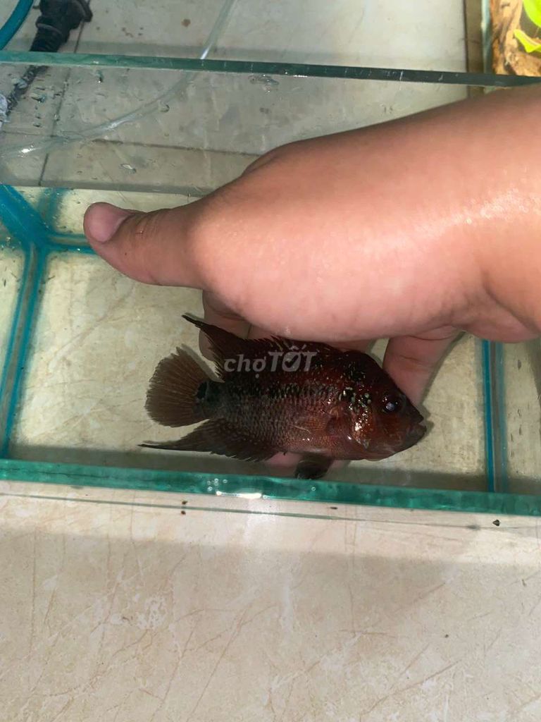 Cá La Hán. Mua bán Thú cưng khác tại Thị xã Điện Bàn Quảng Nam được đăng bởi Huỳnh Hoài Nam hình 1